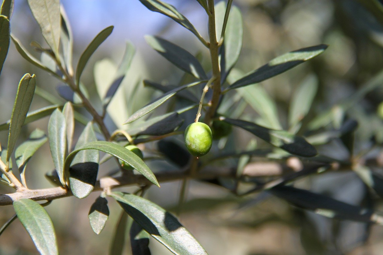 rameau d'olivier avec une olive